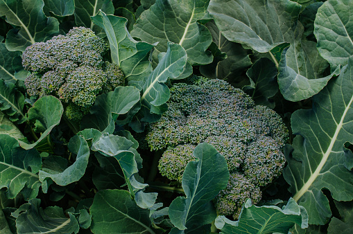 Close-up of a organic broccoli cluster growing on the end the plant stalk.