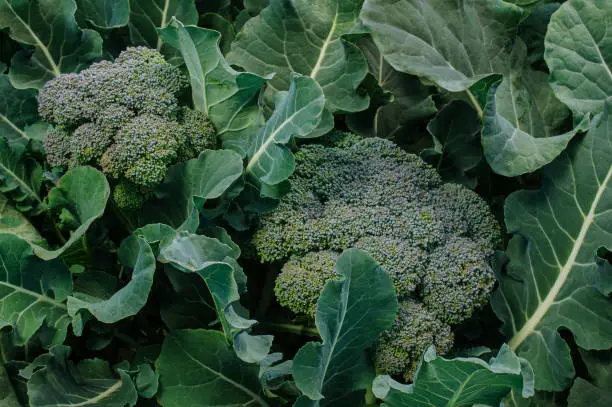 Photo of Close-up Organic Broccoli Cluster Growing in Field