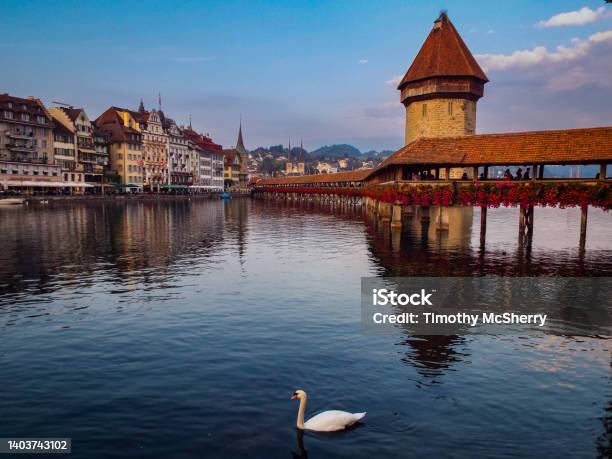 Swan In Lake Lucerne Stock Photo - Download Image Now - Lake Lucerne, Animal Wildlife, Animals In The Wild