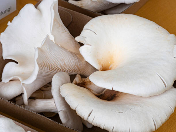 istock Close up of fresh mushrooms 1403744134