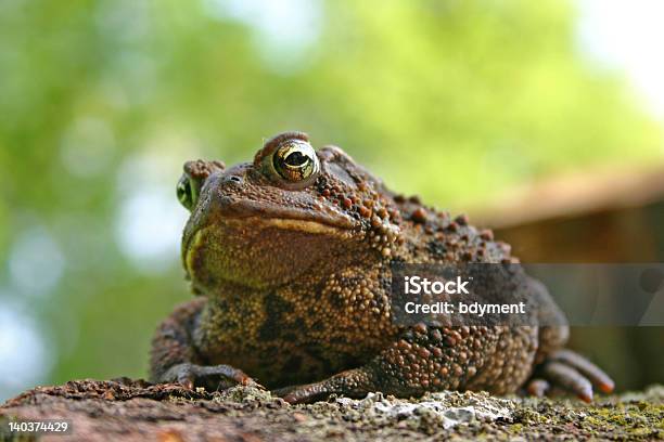 Photo libre de droit de Crapaud Curieux banque d'images et plus d'images libres de droit de Crapaud d'Amérique - Crapaud d'Amérique, Amphibien, Crapaud