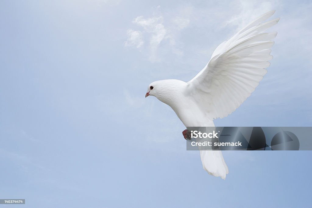 우아하다 인명별 집비둘기 - 로열티 프리 고요한 장면 스톡 사진