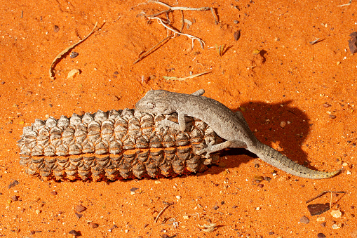 Australian Southern Spiny-tailed Gecko resting on Desert Oak seed pod