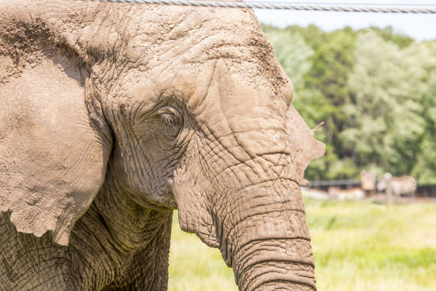 istock Close up view of an elephant 1403744922