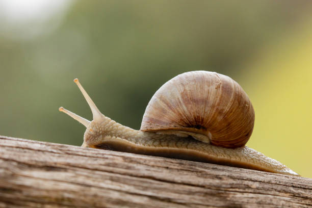 istock Burgundy snail on wood smooth background 1403745542