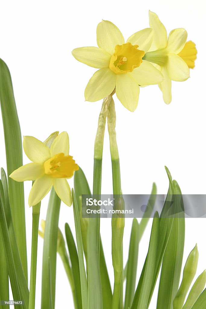Narciso - Foto stock royalty-free di Colore descrittivo
