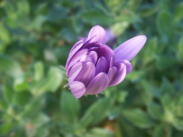 Purple flower waking up stock photo