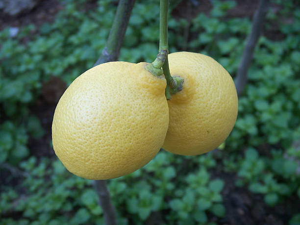 Two lemons stock photo