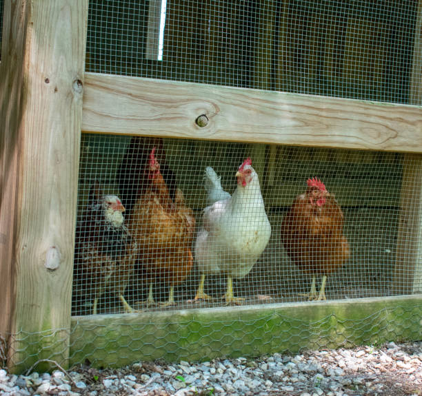 istock Hens in the house 1403747510
