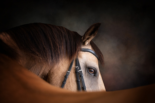 Portrait of a buckskin horse looking over its back on painterly background wearing a bridle