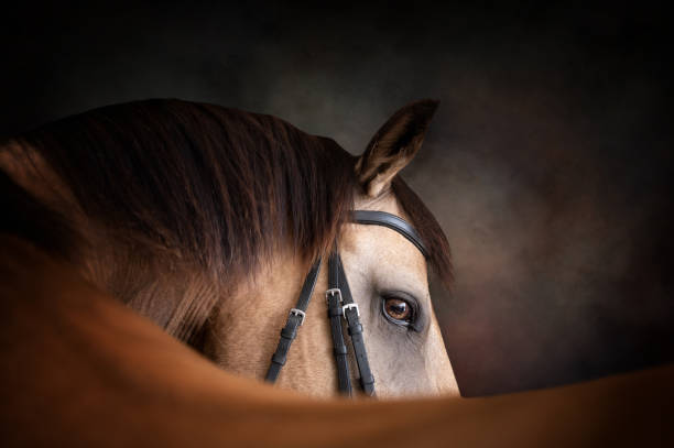 Portrait of a buckskin horse looking over its back Portrait of a buckskin horse looking over its back on painterly background wearing a bridle filly stock pictures, royalty-free photos & images