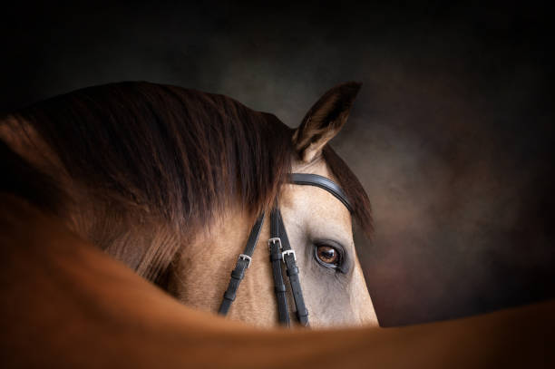 portrait of a buckskin horse looking over its back - genç kısrak stok fotoğraflar ve resimler