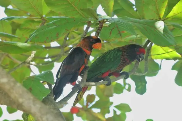 Loriini are a family of small to medium sized arboreal parrots characterized by their specialized brush-tipped tongue for feeding on nectar from various flowers and delicate fruits, preferably berries.  This species forms a monophyletic group in the parrot family Psittaculidae