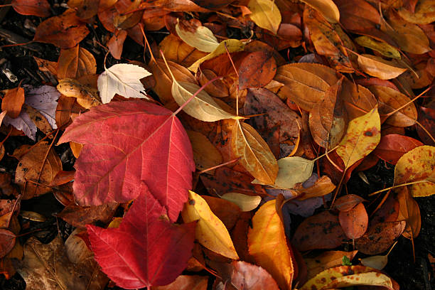 istock Leaves in the city 140374986