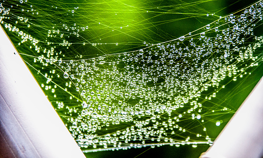 spider web with dew drops close up and with abstract green background smooth gardient