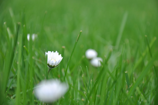 Flower in grass