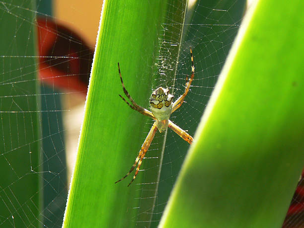 Spider stock photo