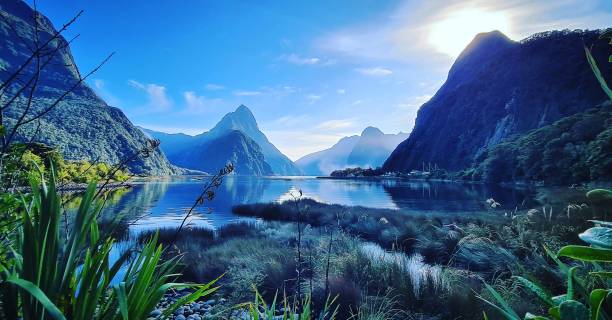 милфорд саунд, новая зеландия - new zealand forest landscape mountain стоковые фото и изображения