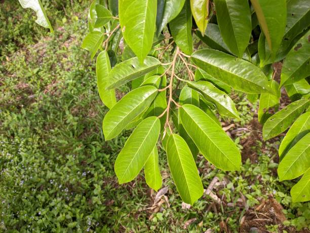istock durian leaf (Durio zibethinus) in the morning 1403752734