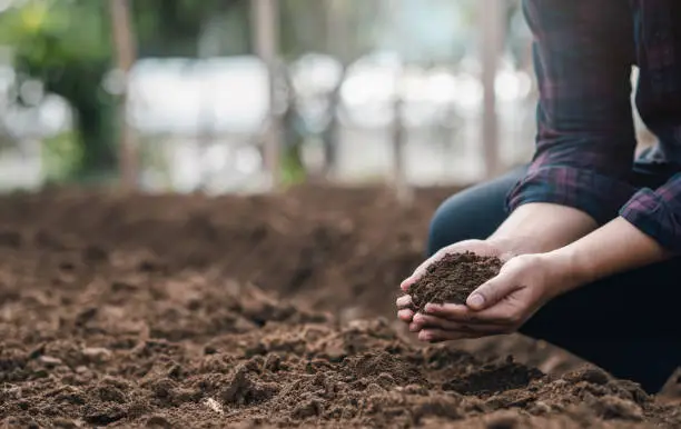 Farmers' expert hands check soil health before planting vegetable seeds or seedlings. Business idea or ecology