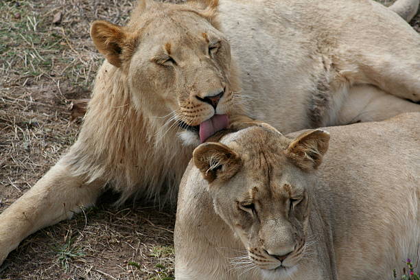 Young Lions Grooming stock photo