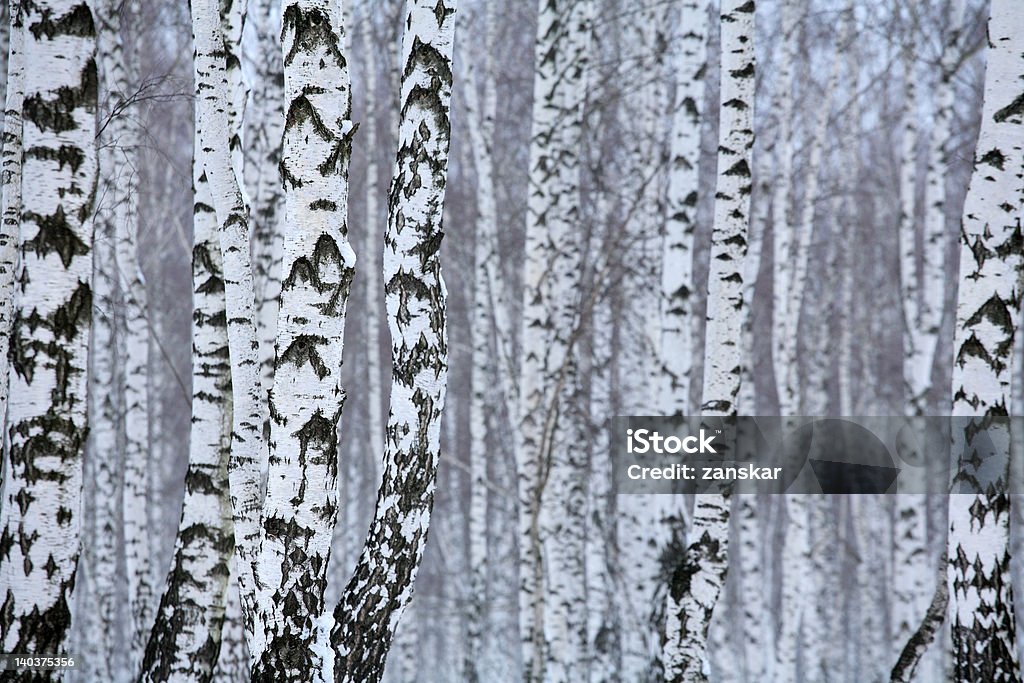 Madeira de bétula no inverno, Rússia - Foto de stock de Atividade Recreativa royalty-free
