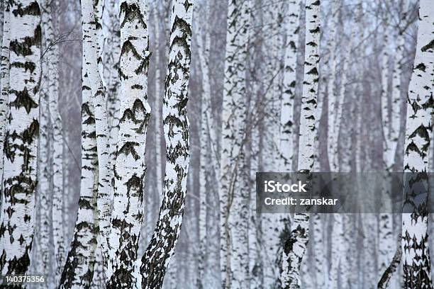 Foto de Madeira De Bétula No Inverno Rússia e mais fotos de stock de Atividade Recreativa - Atividade Recreativa, Beleza, Beleza natural - Natureza