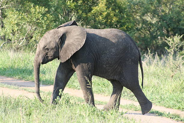 Baby elephant crossing stock photo