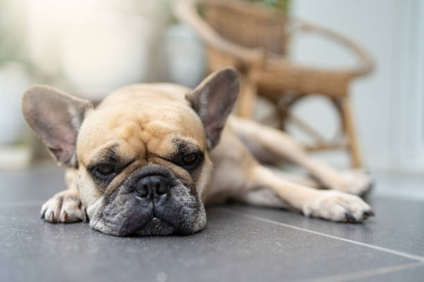 istock French bulldog lying on tile floor outdoor. 1403754810
