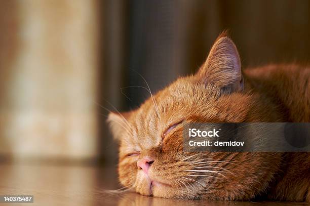 Orange Cat Sleeping On The Floor Stock Photo - Download Image Now - Animal, Animal Body Part, Animal Hair