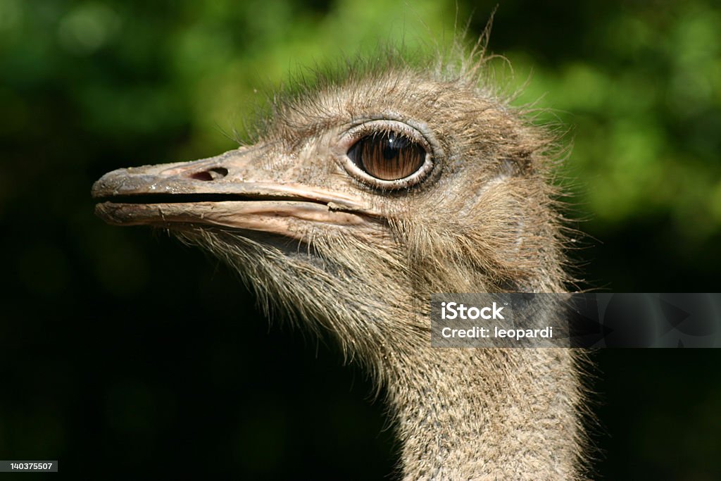 struzzo - Foto stock royalty-free di Animale