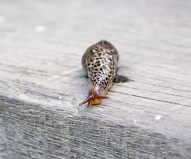 Sensory Tentacles Stock Photos, Pictures & Royalty-Free Images - iStock