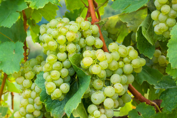 istock Clusters of light green grapes with raindrops 1403755631