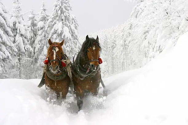 Photo of Sleigh ride