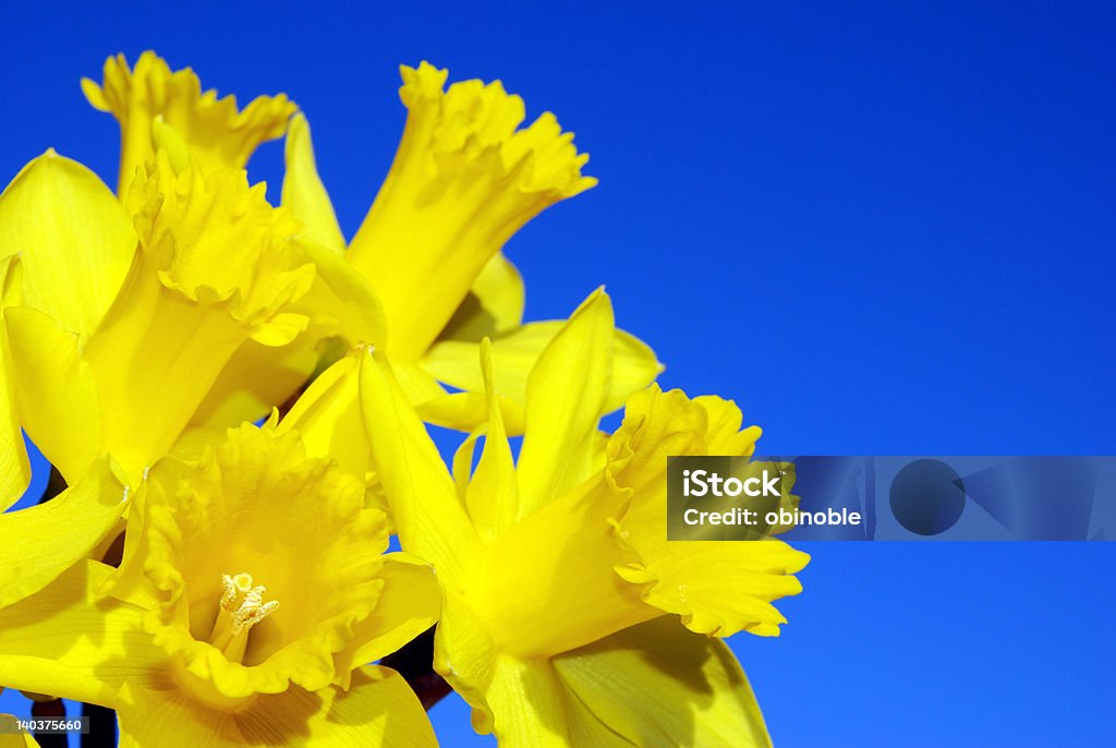 Daffodils - Royalty-free Amarelo Foto de stock