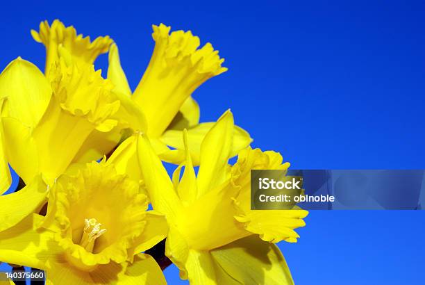 Daffodils - Fotografias de stock e mais imagens de Amarelo - Amarelo, Azul, Bouquet