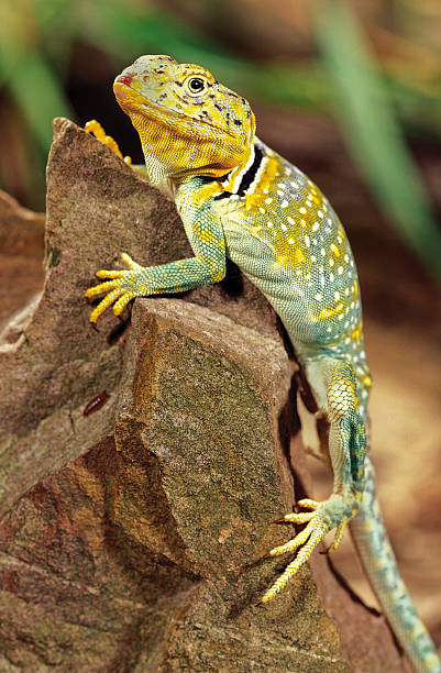 lagarto-de-colar - lizard collared lizard reptile animal imagens e fotografias de stock