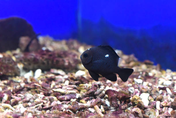 A threespot dascyllus in aquarium close up