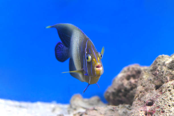 um peixe-anjo semicírculo no aquário de perto - euxiphipops navarchus - fotografias e filmes do acervo