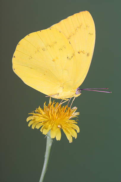 istock Yellow Migrant Butterfly Perched on Dandelion Flower 140375825