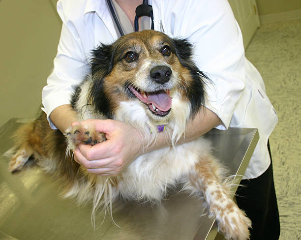 istock happy dog at the vet 140375875