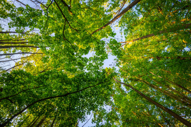 istock Underwood footpath in lush vegetation 1403758973