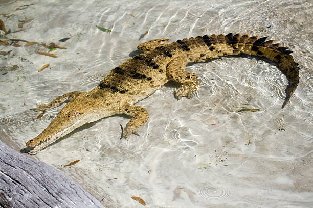 crocodile stock photo