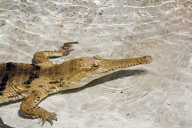 head of croc stock photo