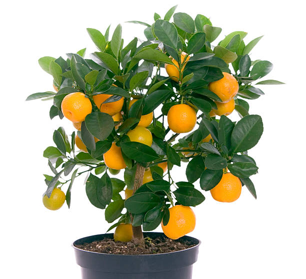 Little tree with oranges stock photo