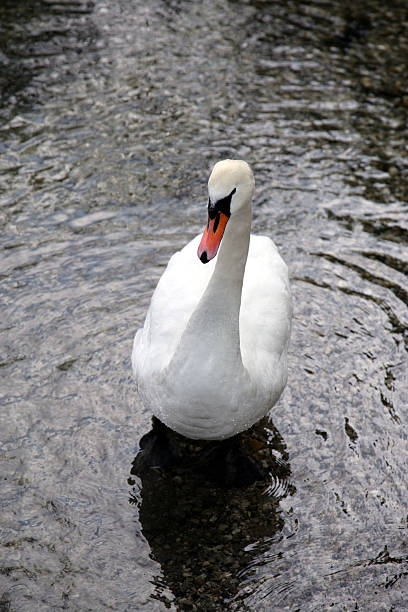 Um Cisne - fotografia de stock