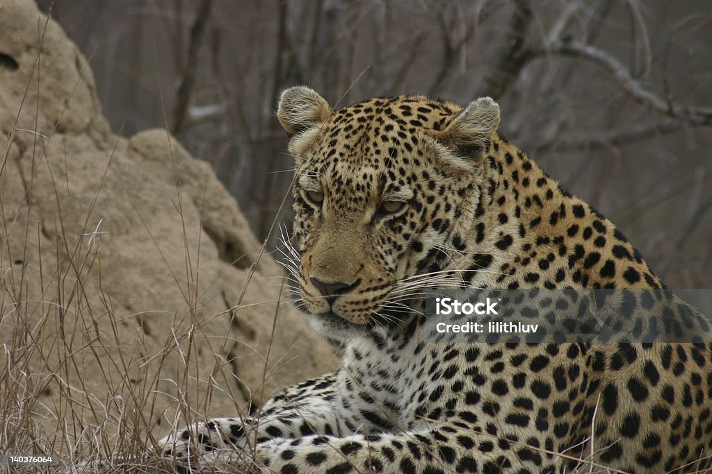 Wie kann ich Ihnen helfen? - Lizenzfrei Afrika Stock-Foto