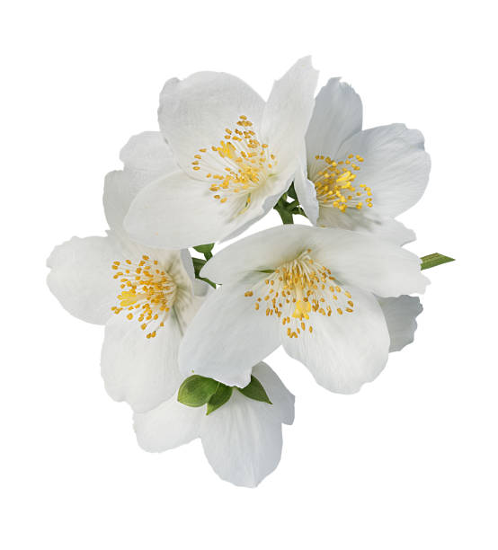 istock Jasmine flowers with leaves isolated on white 1403760756