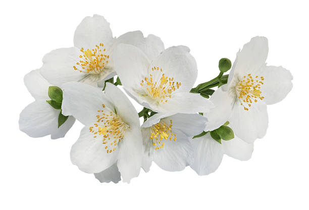 istock Jasmine flowers with leaves isolated on white 1403761360