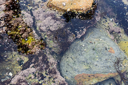 The tide pools show a variety of life that lives in the pacific waters. Crustaceans, hermit crabs, shellfish, and a variety of other species made for a great day of exploration.